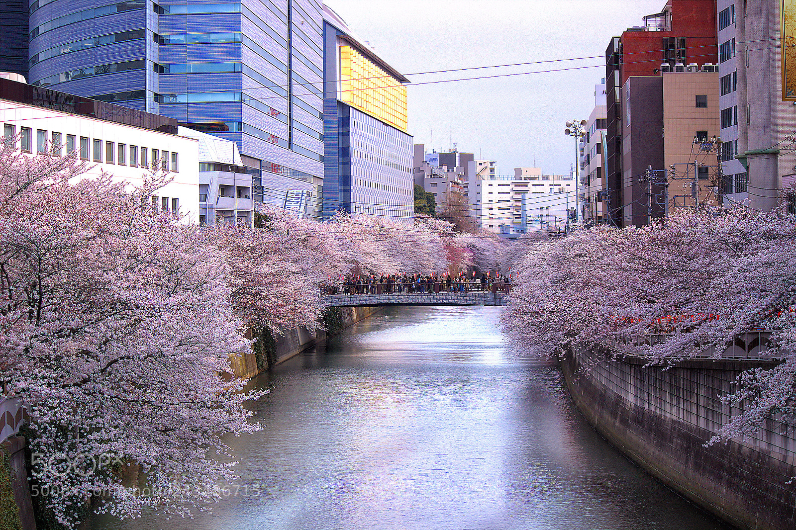 Canon EOS 600D (Rebel EOS T3i / EOS Kiss X5) sample photo. Sakura at meguro river photography