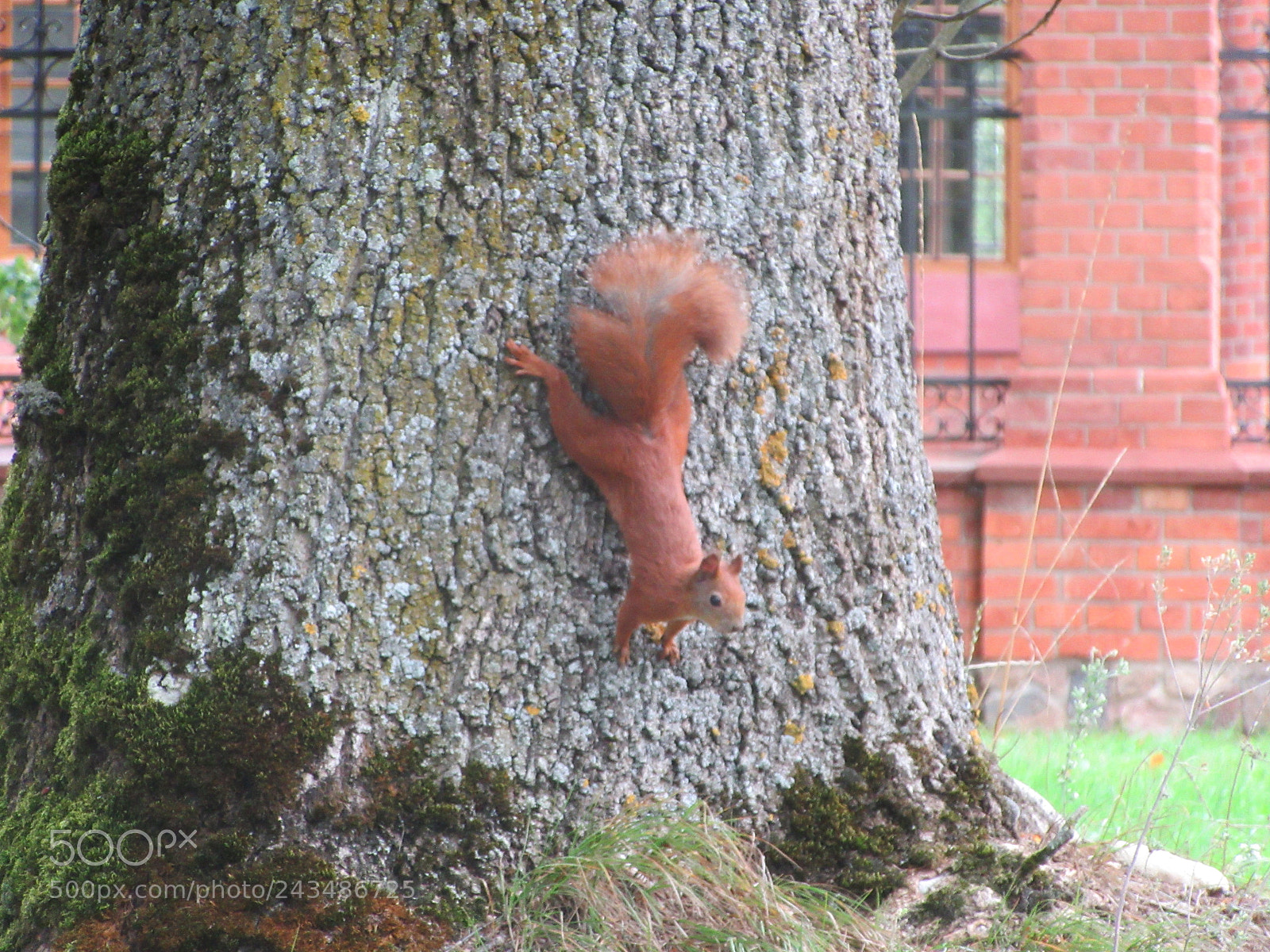 Canon PowerShot SX610 HS sample photo. Red squirrel photography