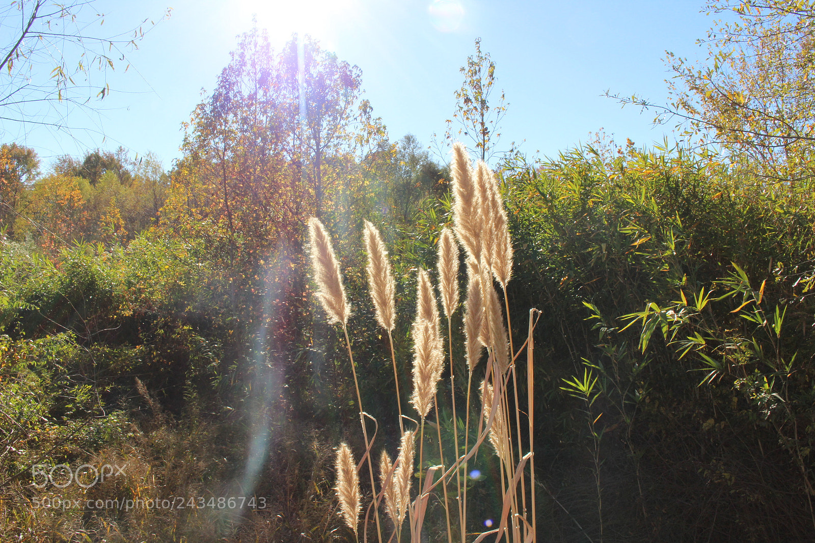 Canon EOS 700D (EOS Rebel T5i / EOS Kiss X7i) sample photo. Just nature photography