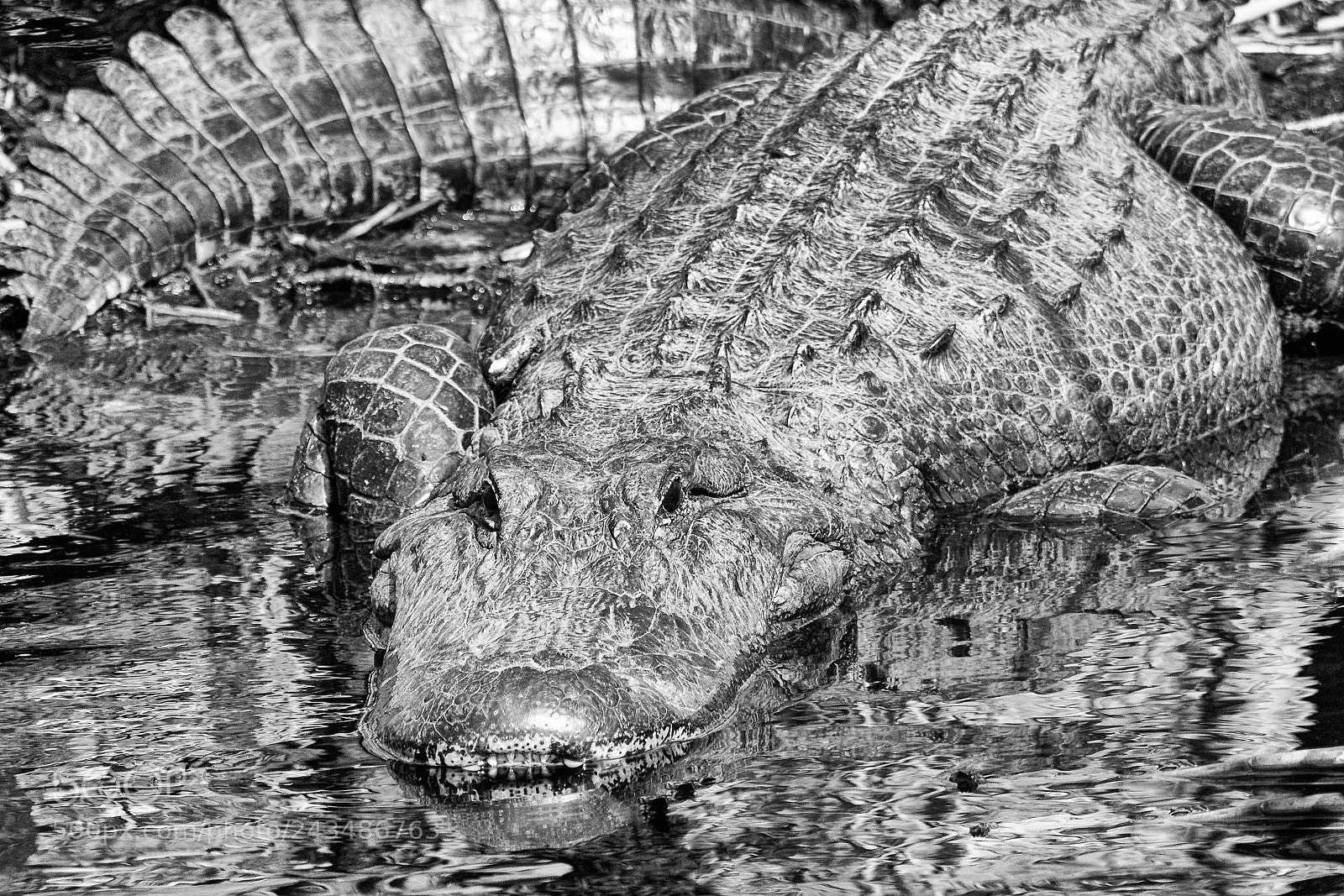 Nikon D500 sample photo. Alligator photography