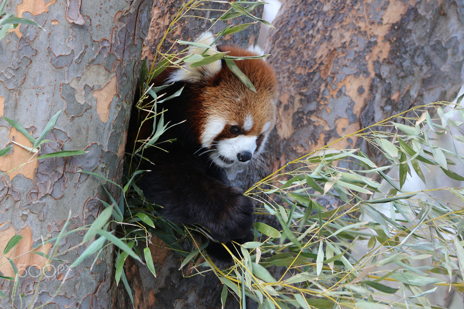 Canon EF-S 55-250mm F4-5.6 IS II sample photo. Red panda bamboo hunt photography