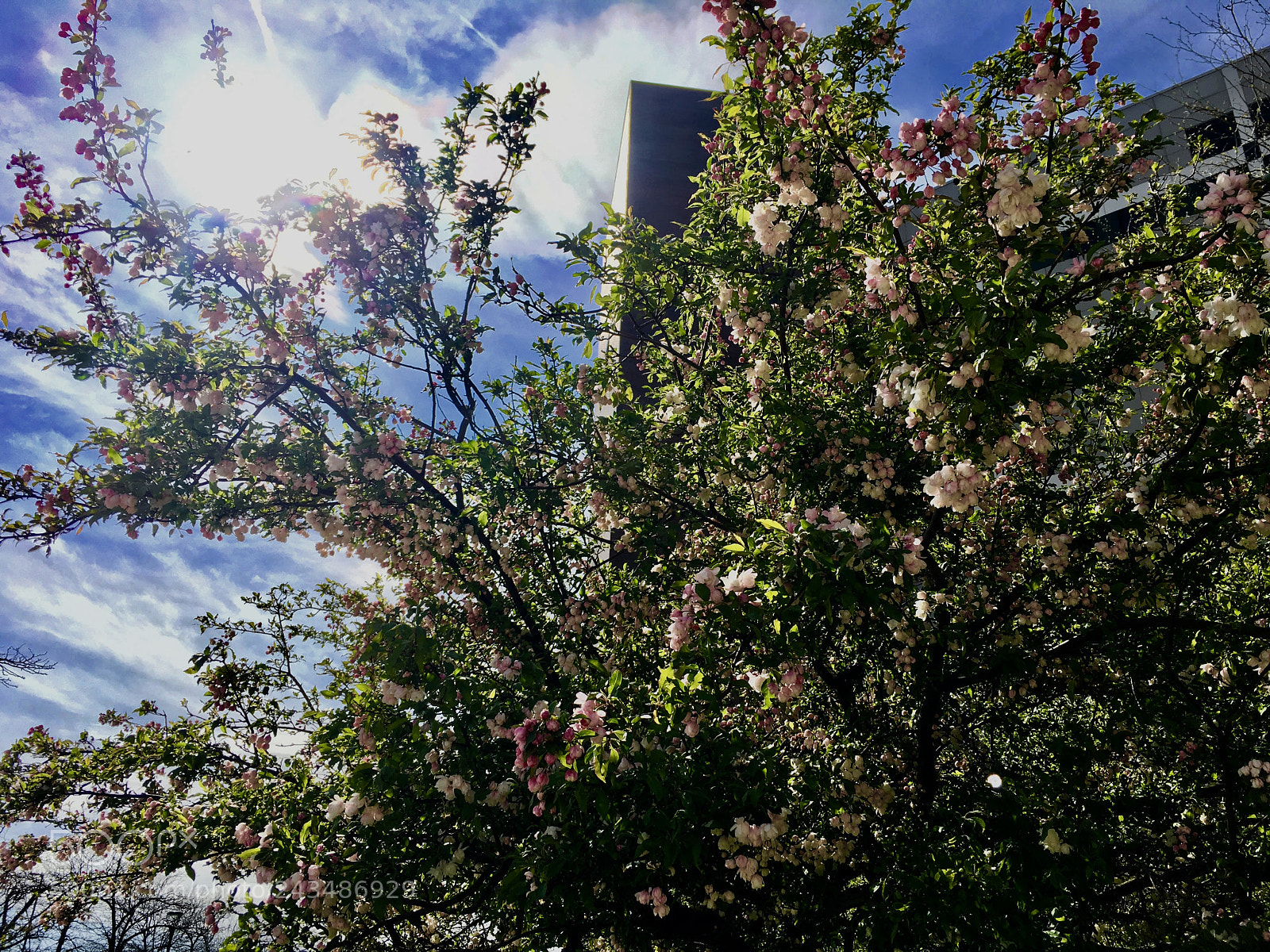 Apple iPhone SE sample photo. Beauty in the spring photography