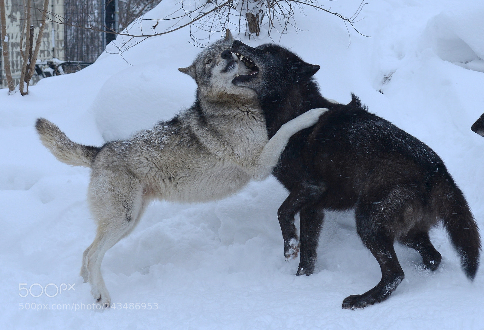 Nikon D800 sample photo. Wolves photography
