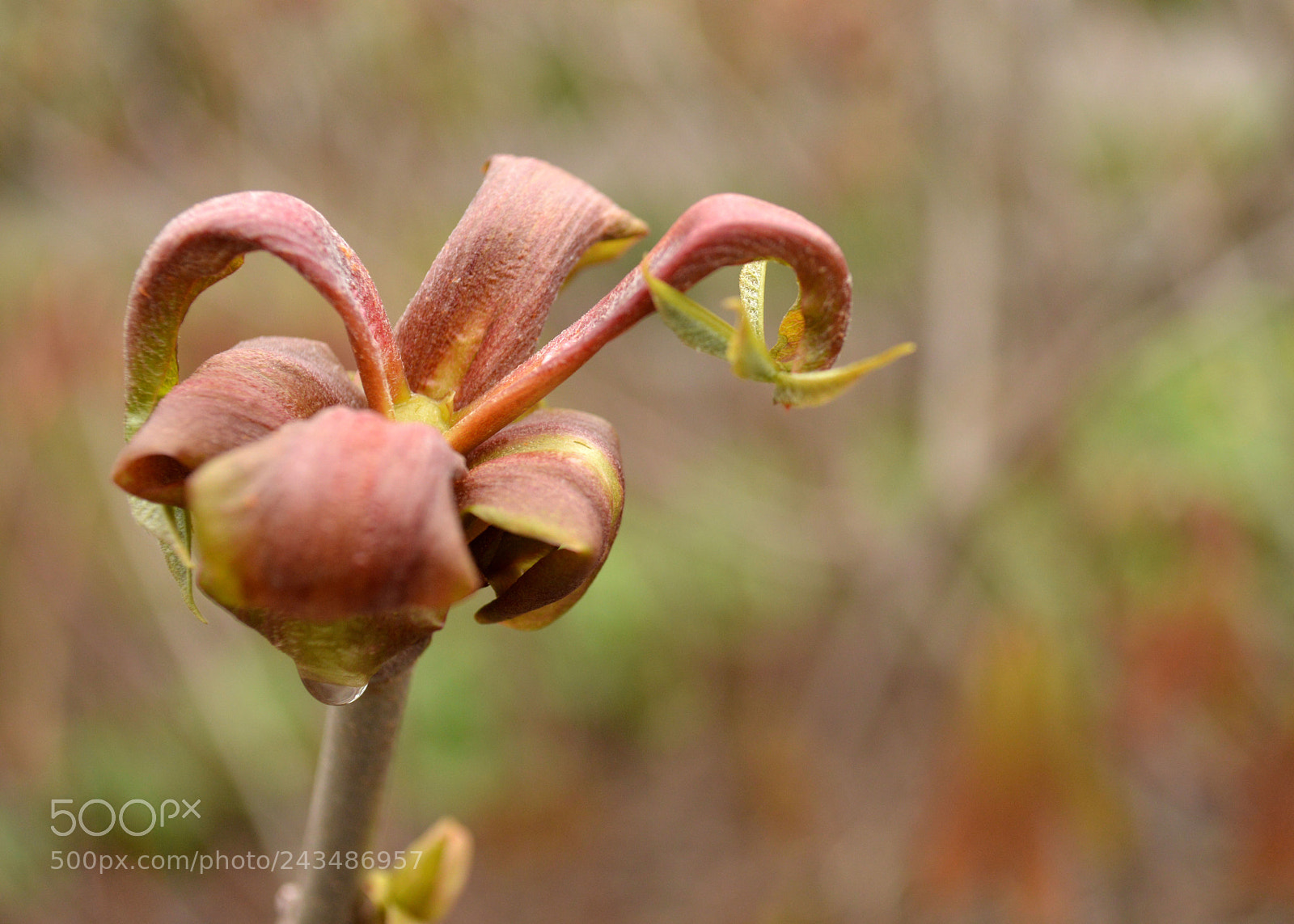 Nikon D3200 sample photo. Dn photography