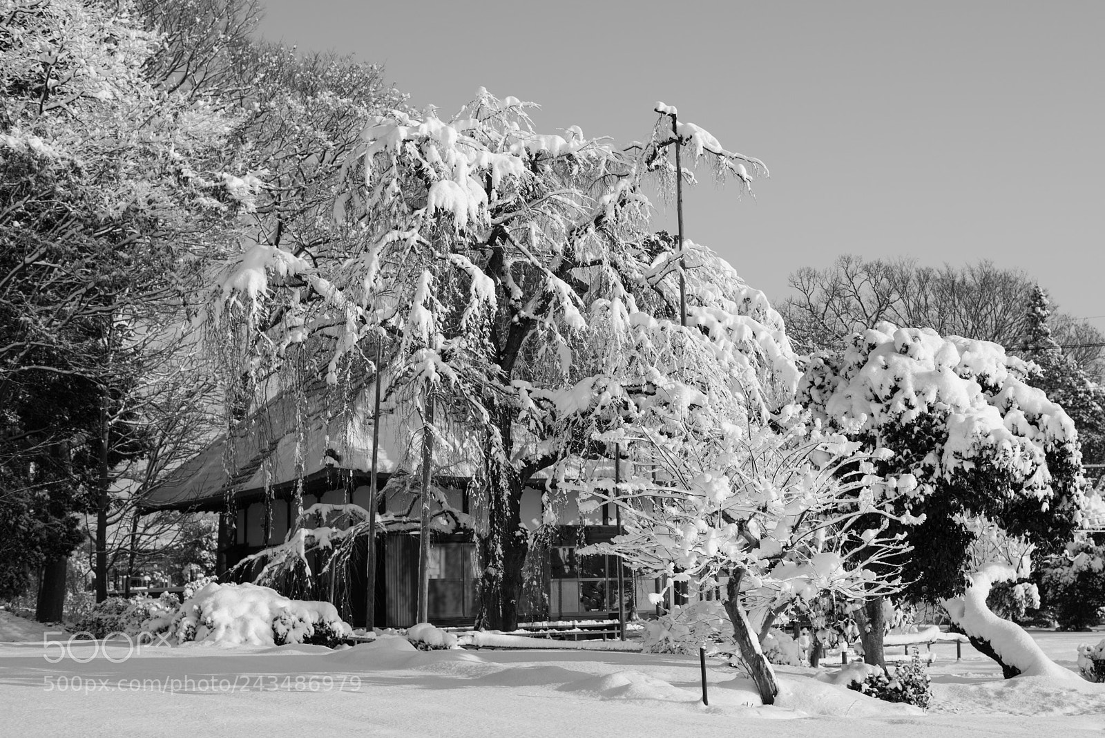 Nikon D810 sample photo. Unusual snowfall photography