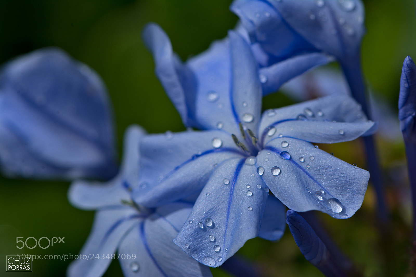 Nikon D7100 sample photo. After the rain photography