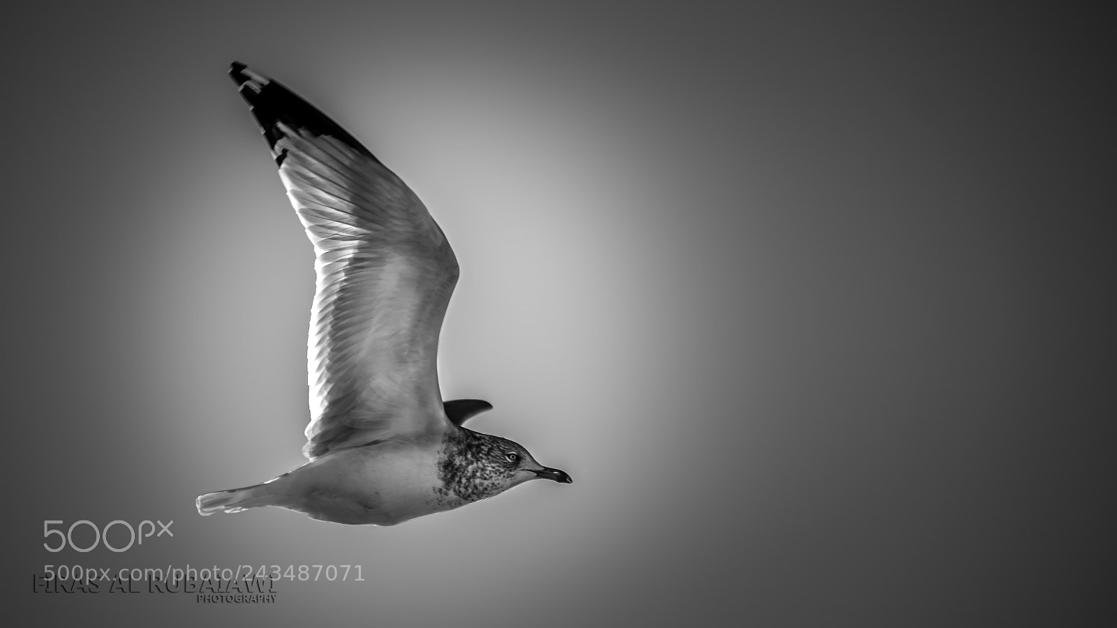 Nikon D610 sample photo. Flying photography