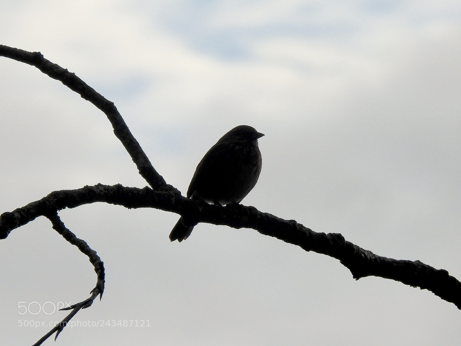 Nikon Coolpix P900 sample photo. Song photography