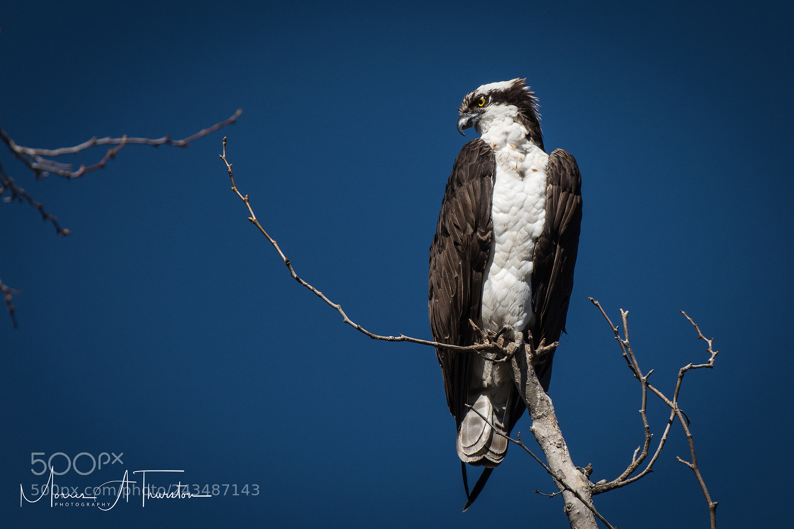 Nikon D810 sample photo. Osprey photography