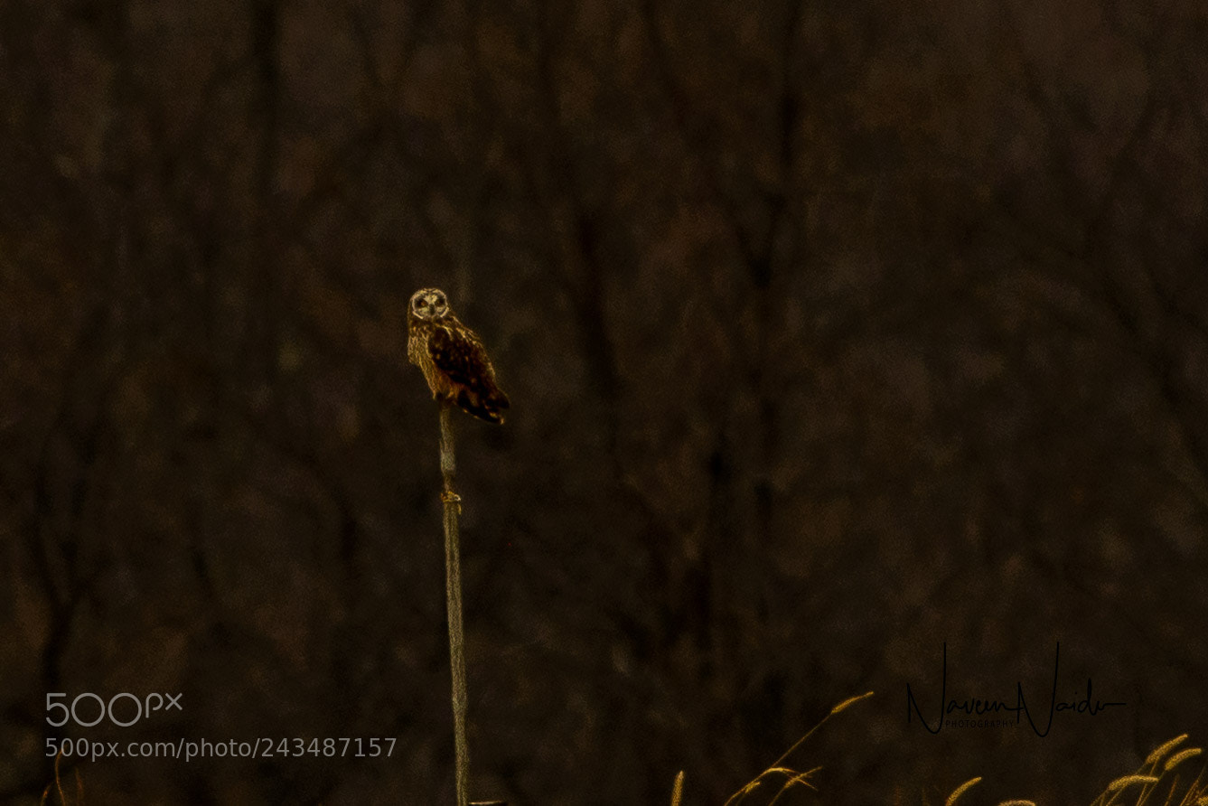 Nikon D800 sample photo. Perch photography