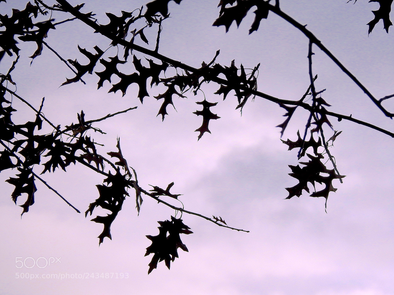 Nikon Coolpix P900 sample photo. Maple photography
