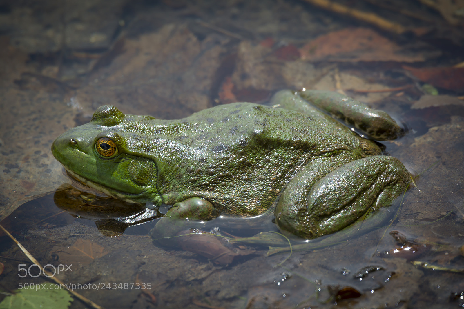 Nikon D7100 sample photo. Bullfrog boulder, co photography