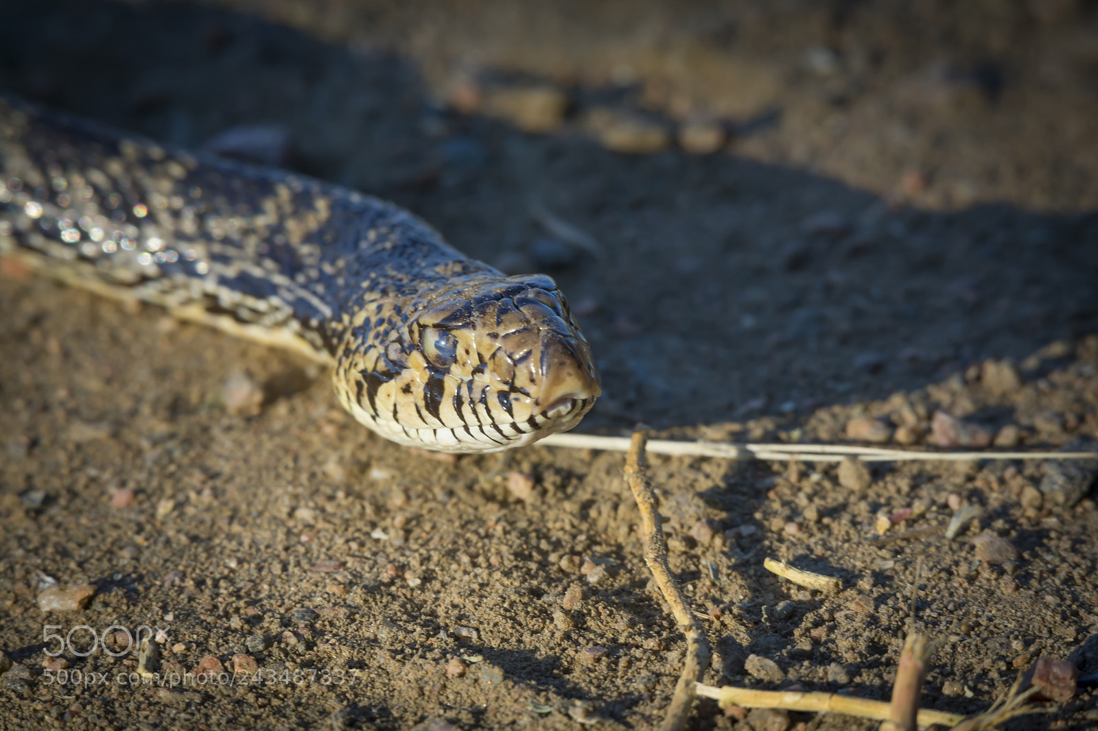 Nikon D7100 sample photo. Bull snake at barr photography