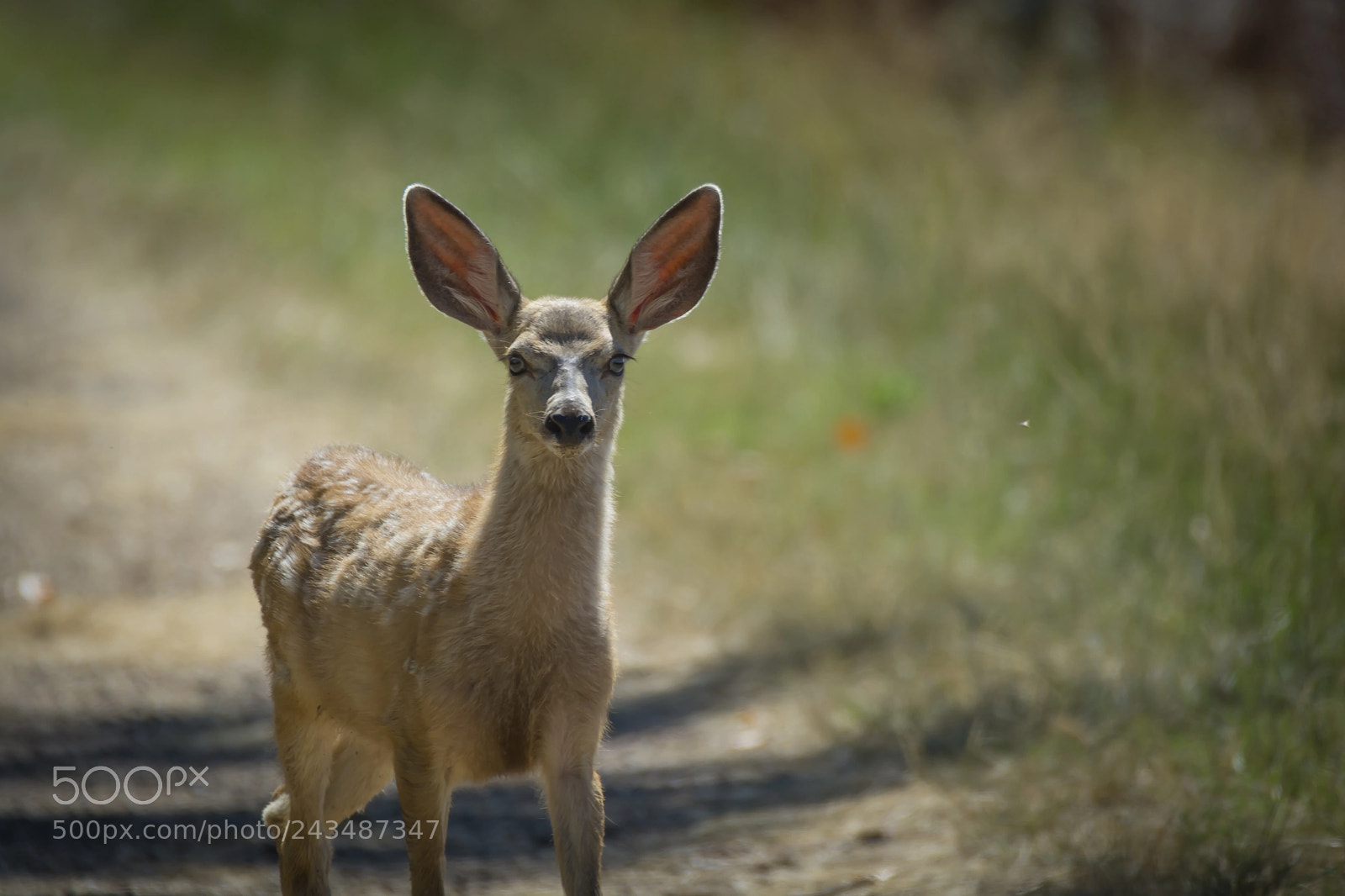 Nikon D7100 sample photo. Mule deer fawn at photography