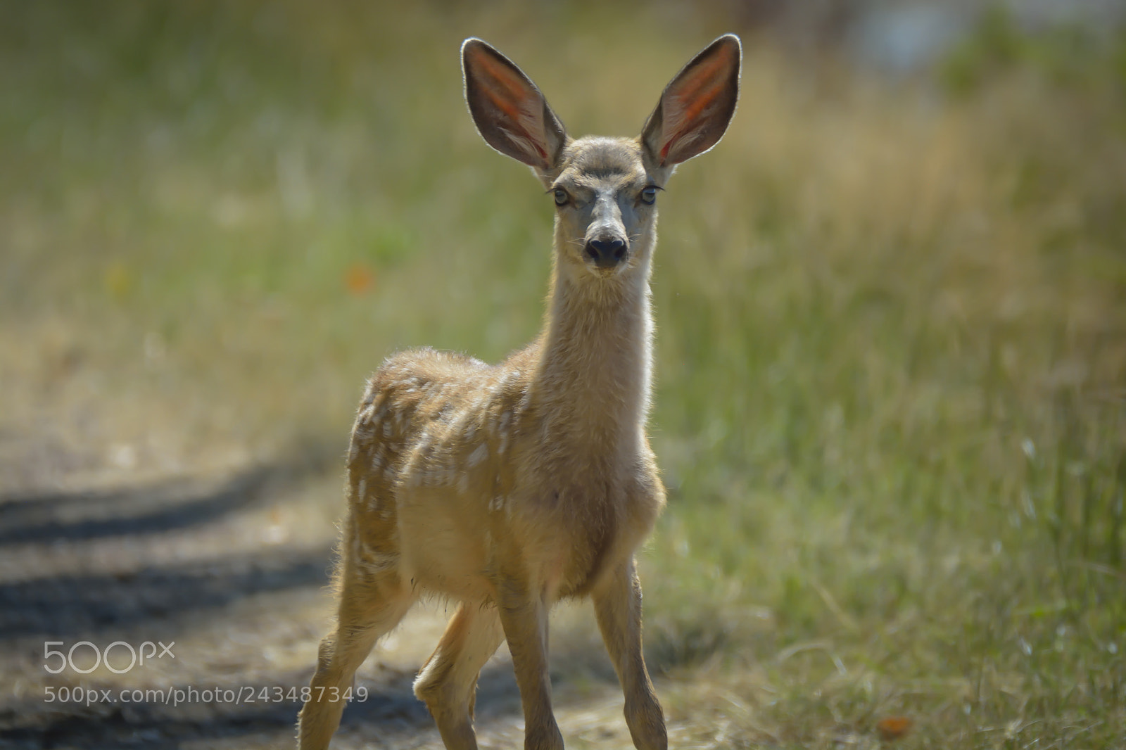 Nikon D7100 sample photo. Mule deer fawn photography