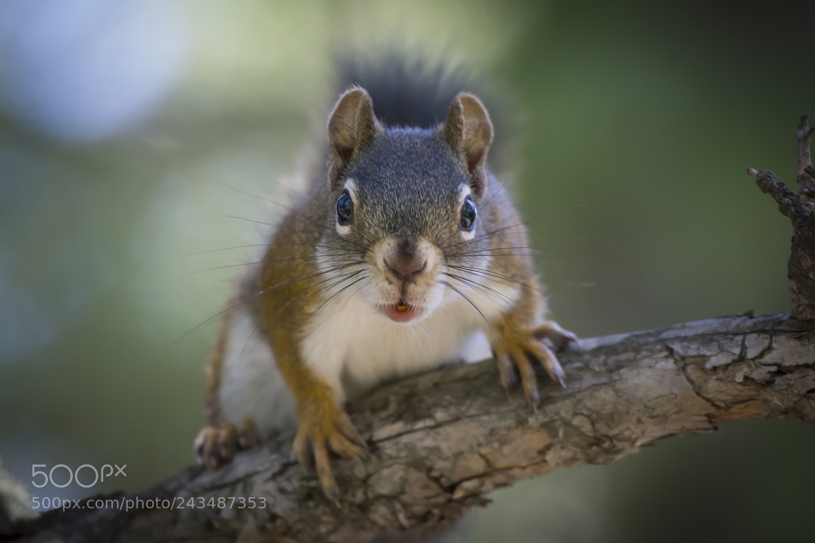 Nikon D7100 sample photo. Pine squirrel in boulder photography