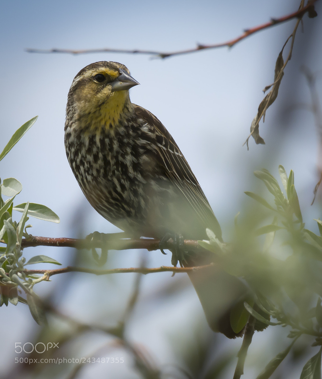 Nikon D7100 sample photo. Redwinged blackbird, boulder, co photography