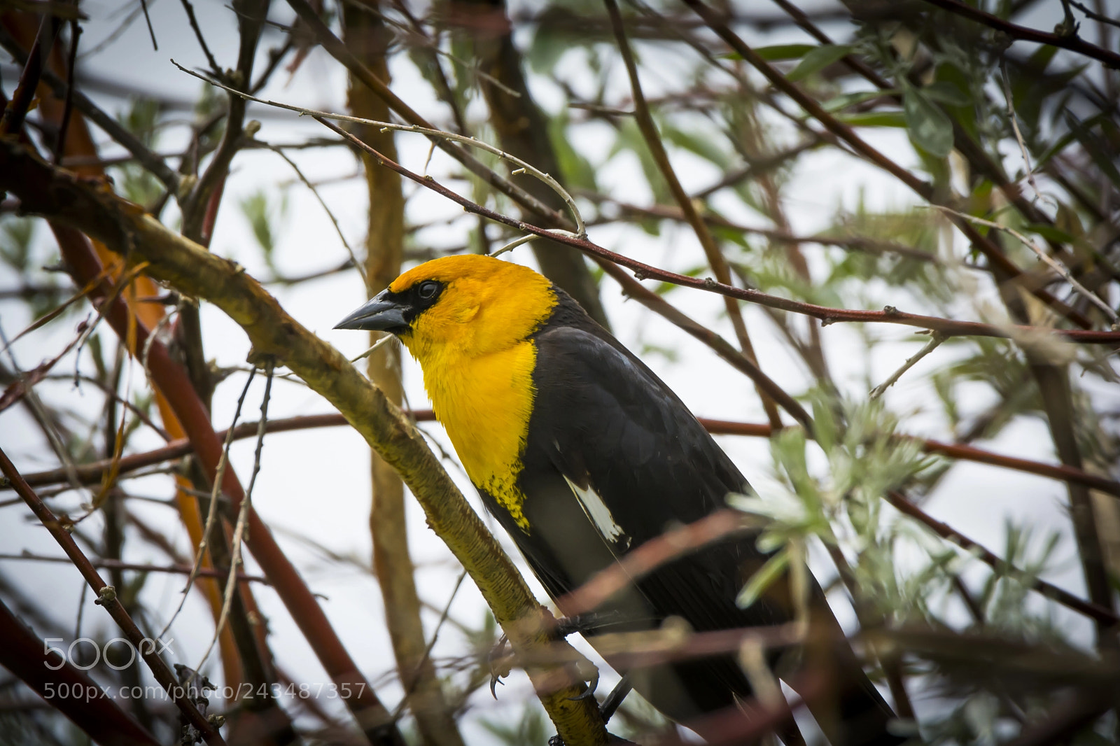 Nikon D7100 sample photo. Yellow headed blackbird in photography