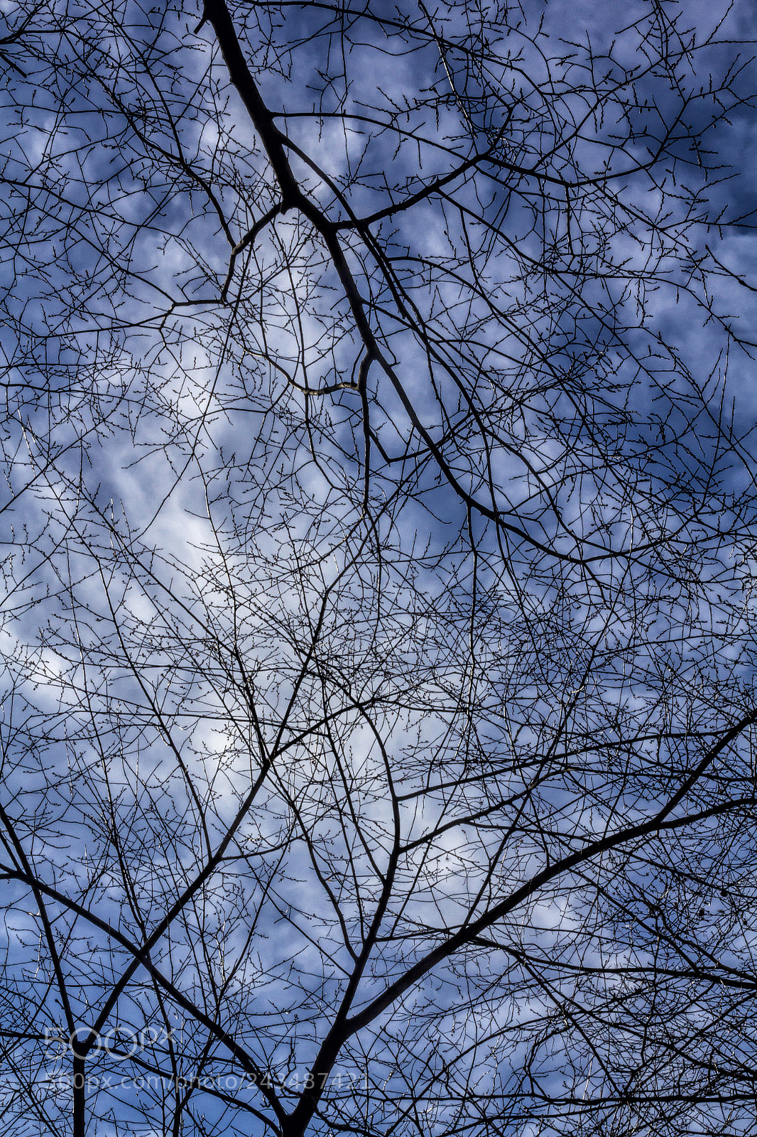 Canon EOS 60D sample photo. Trees sky and clouds photography