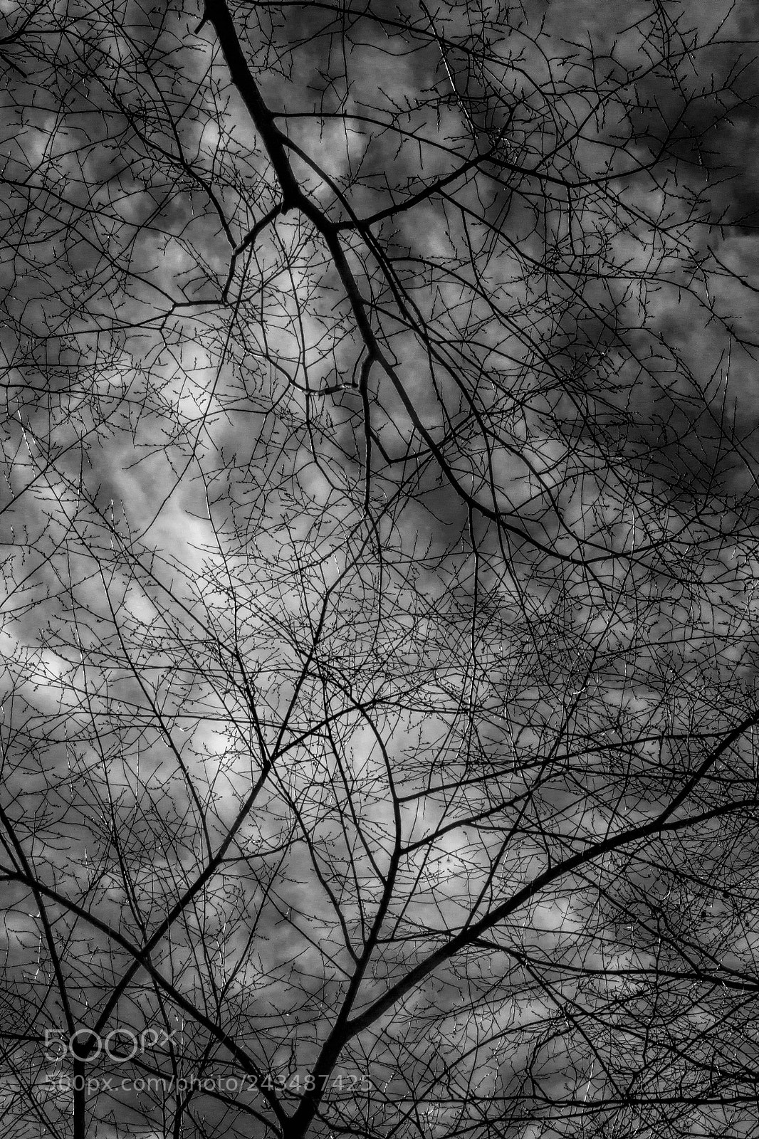 Canon EOS 60D sample photo. Trees sky and clouds photography