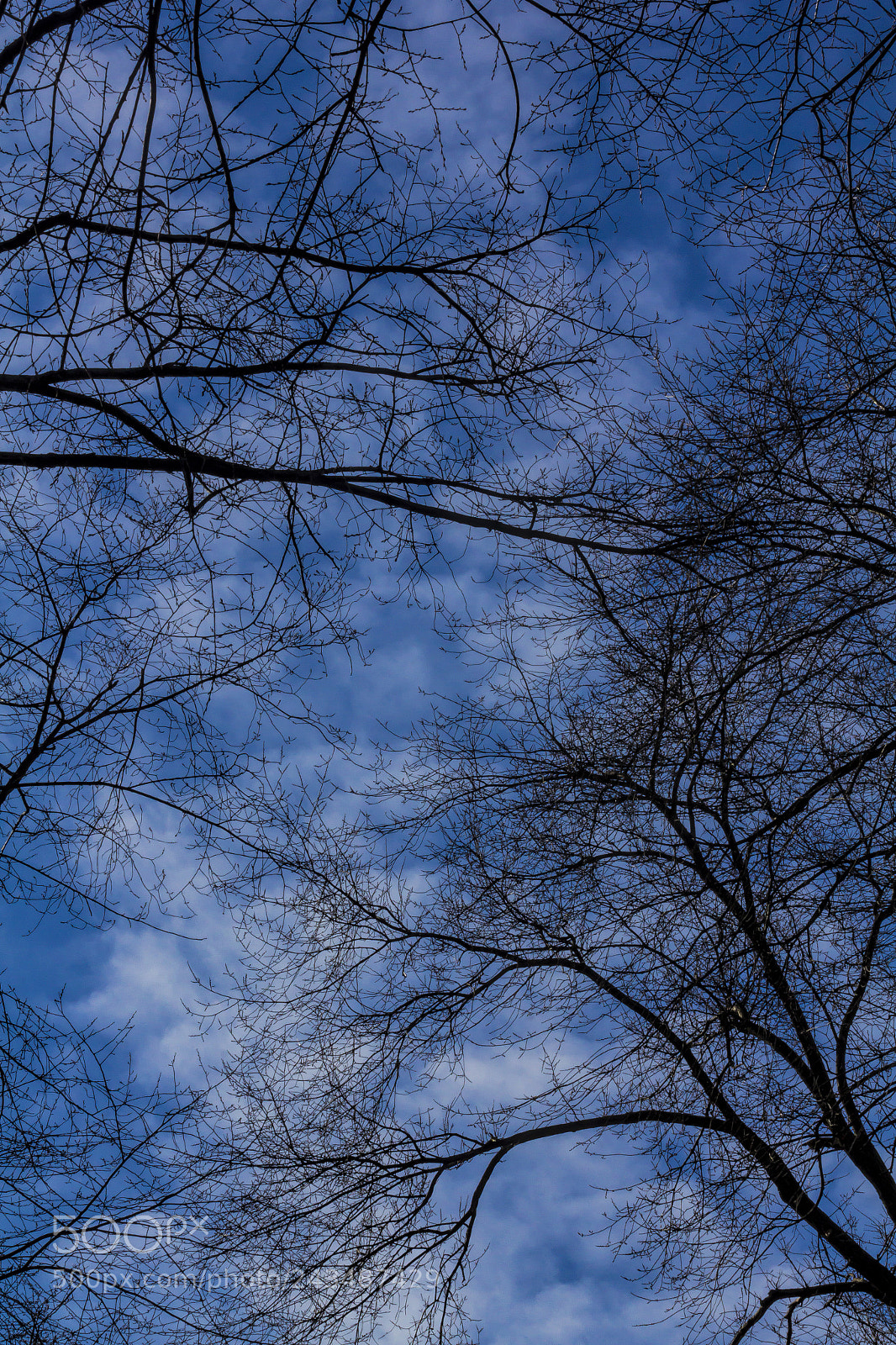 Canon EOS 60D sample photo. Trees clouds and sky photography