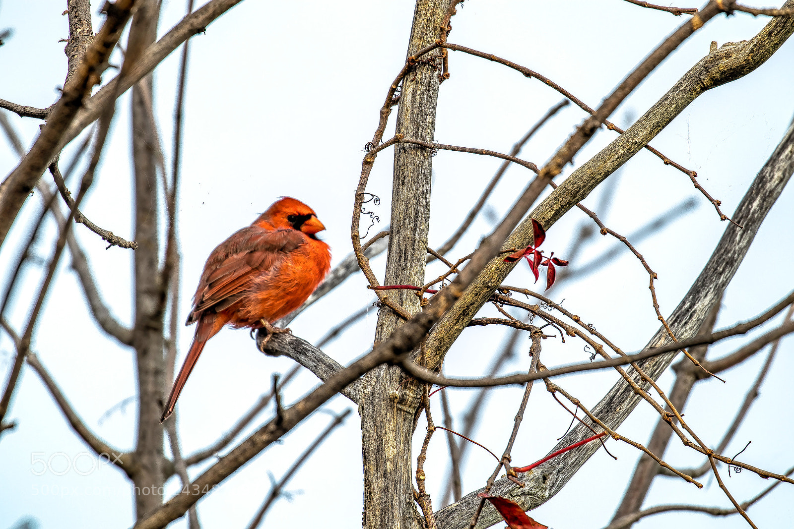 Canon EOS M5 sample photo. Red is perched photography