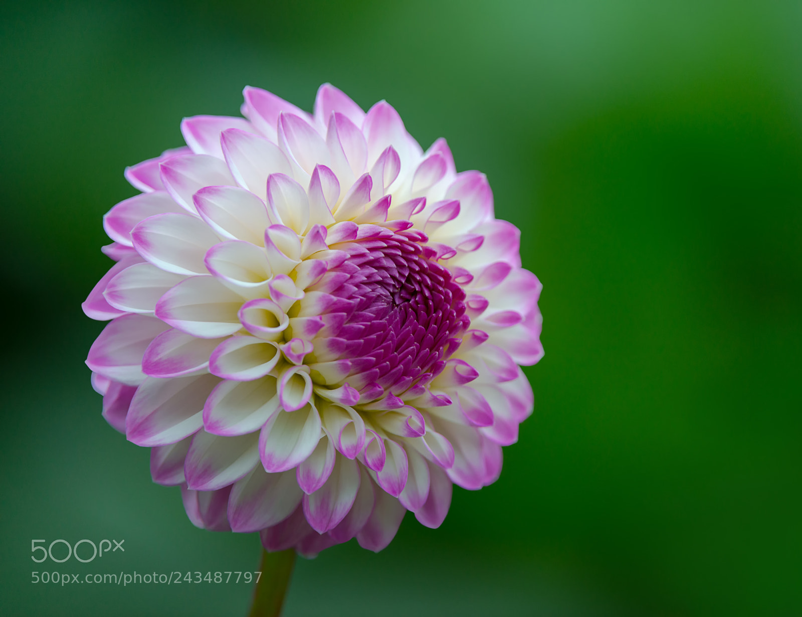 Nikon D800E sample photo. Beautiful dahlia photography
