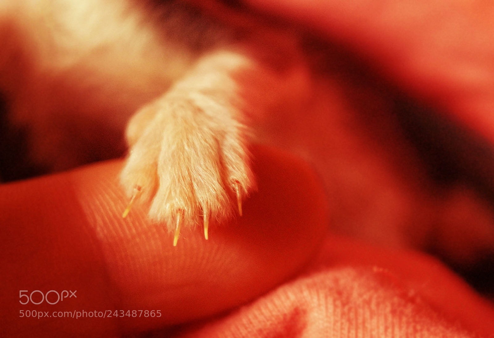 Sony SLT-A37 sample photo. Kitten photography