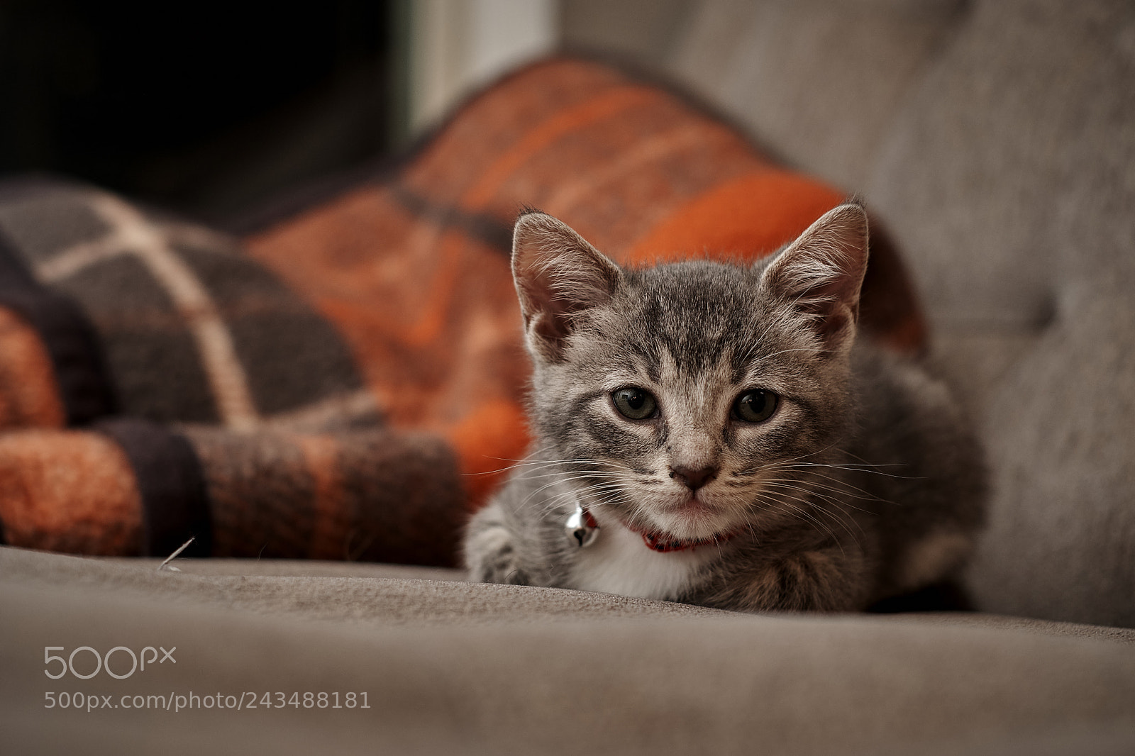 Fujifilm X-T20 sample photo. Kitty gaze photography