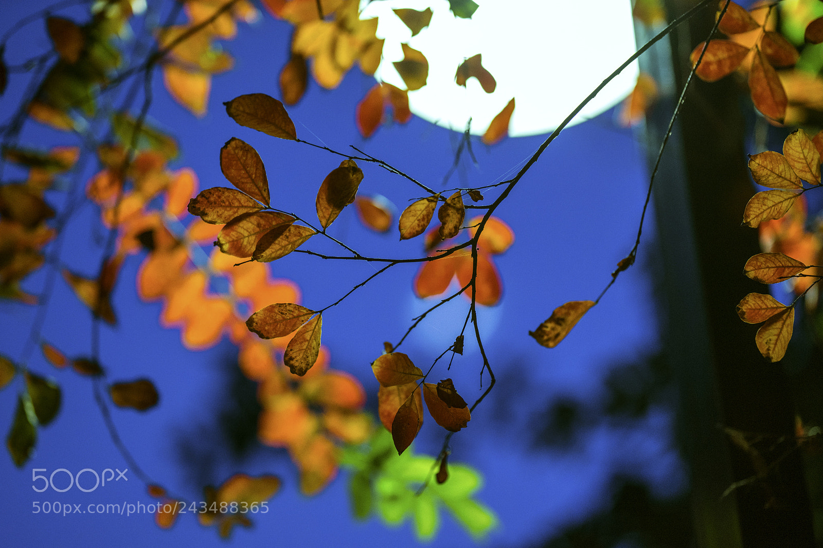 Sony a7 II sample photo. Tree photography