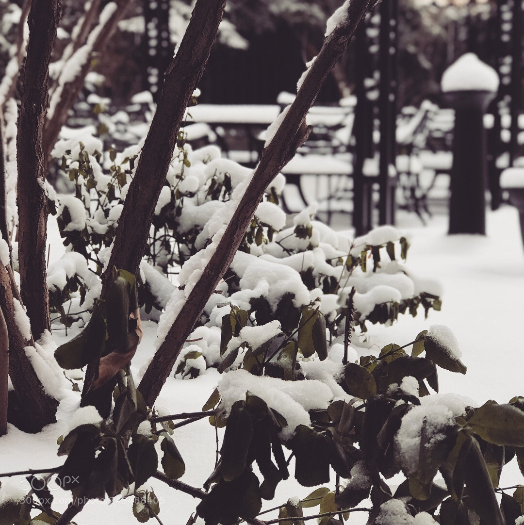 Apple iPhone 7 Plus sample photo. Snow !!! photography