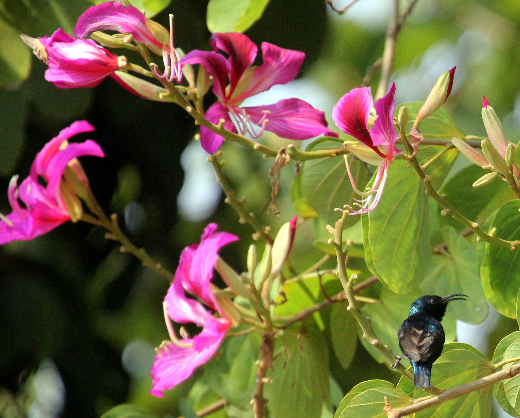 Canon EOS 550D (EOS Rebel T2i / EOS Kiss X4) + Canon EF 100-400mm F4.5-5.6L IS USM sample photo. Purple rumped sunbird (মৌটুসী) on bauhinia variegata (রক্ত-কাঞ্চন) photography