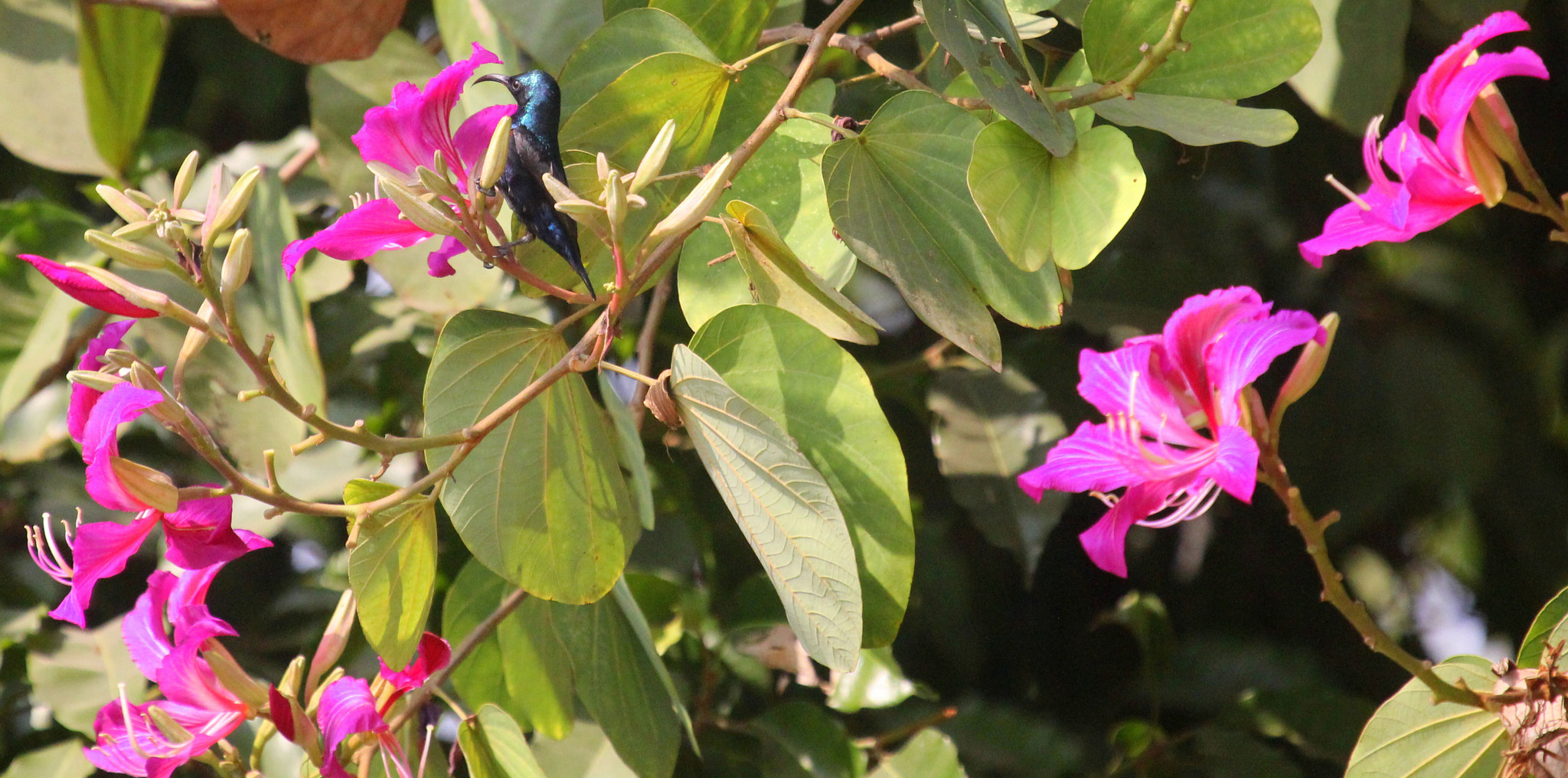 Canon EOS 550D (EOS Rebel T2i / EOS Kiss X4) + Canon EF 100-400mm F4.5-5.6L IS USM sample photo. Purple rumped sunbird (মৌটুসী) on bauhinia variegata (রক্ত-কাঞ্চন) photography