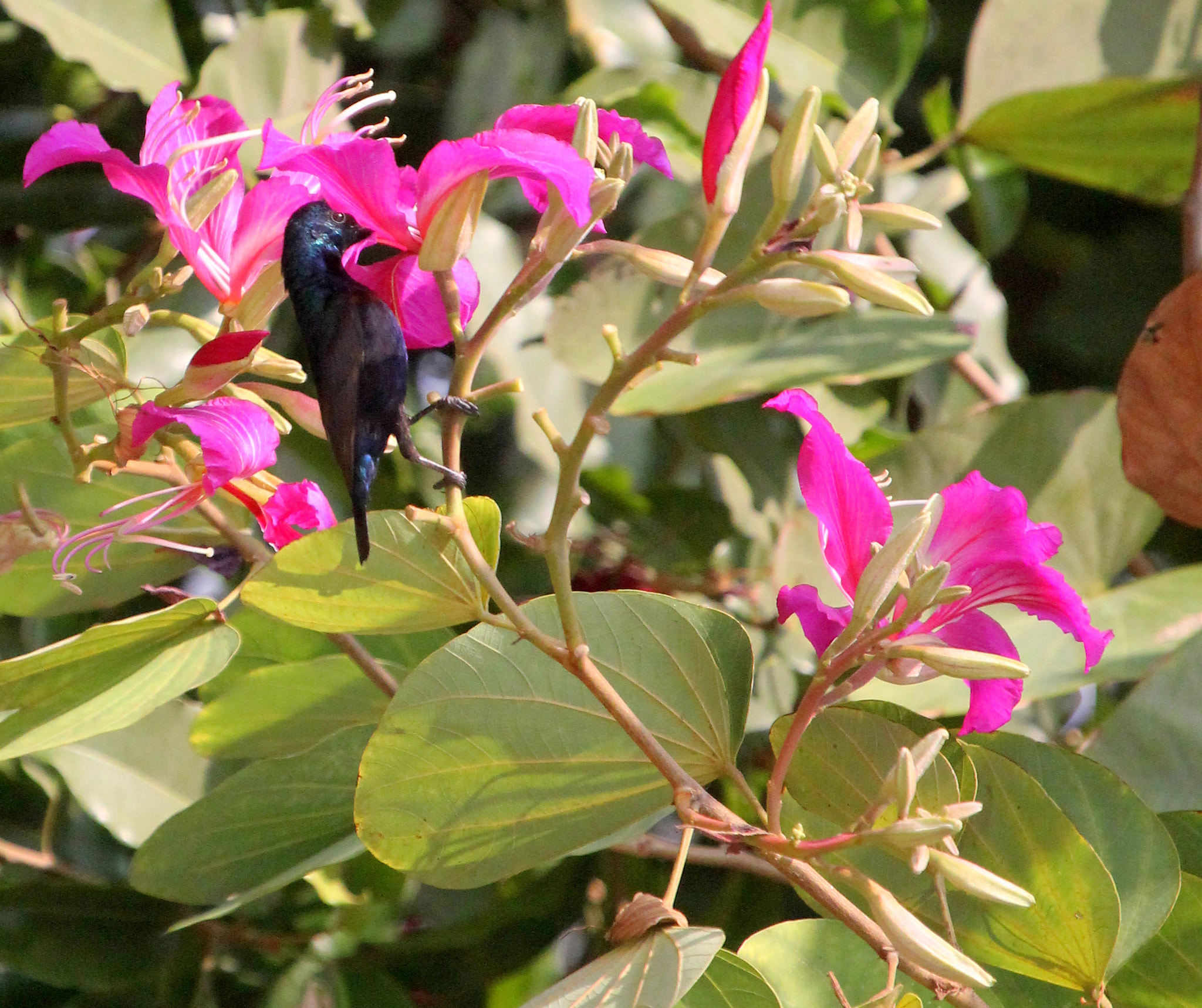 Canon EOS 550D (EOS Rebel T2i / EOS Kiss X4) + Canon EF 100-400mm F4.5-5.6L IS USM sample photo. Purple rumped sunbird (মৌটুসী) on bauhinia variegata (রক্ত-কাঞ্চন) photography