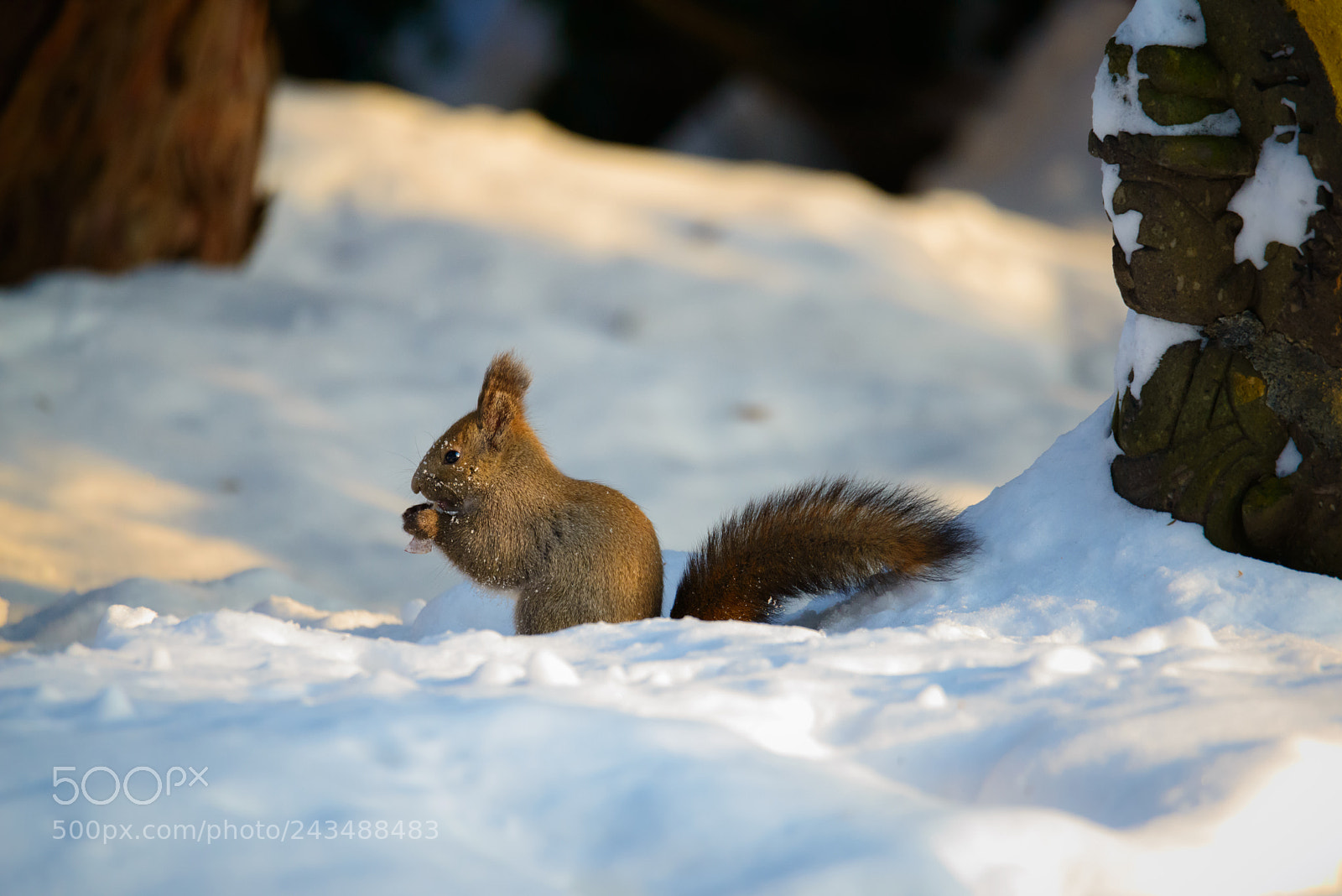 Nikon D800 sample photo. Squirrel and jizo photography