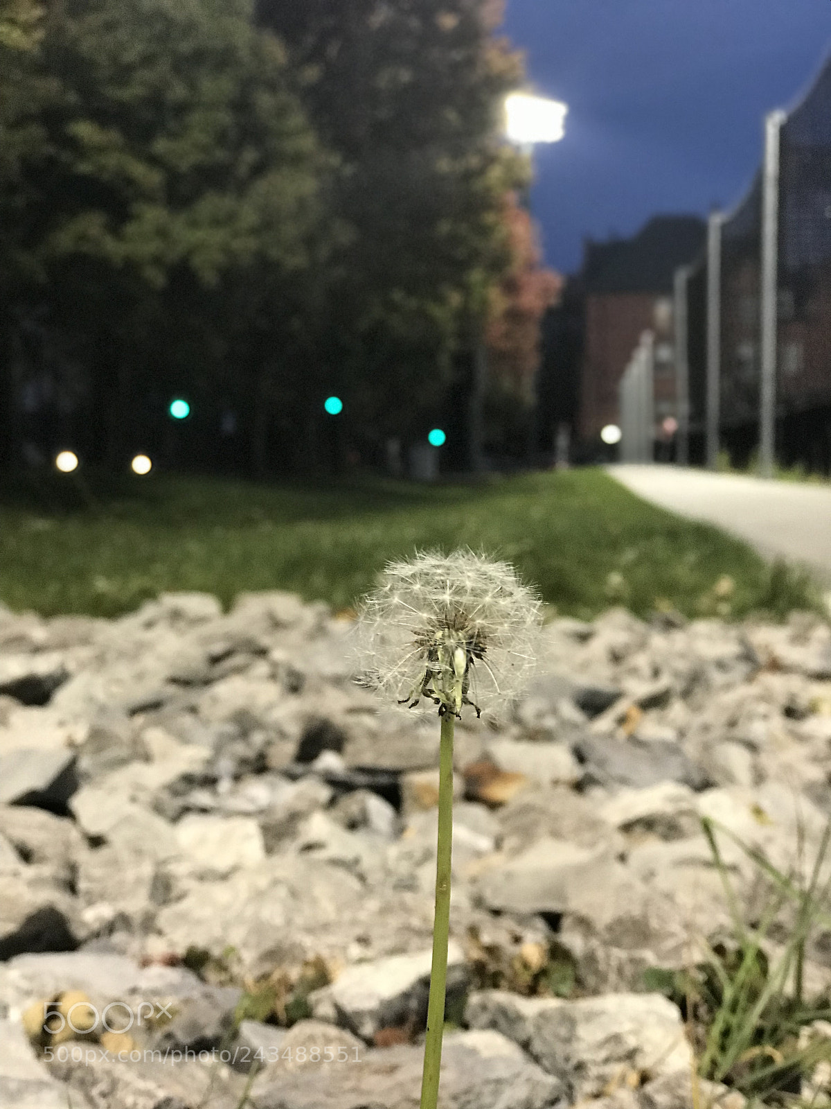 Apple iPhone 7 Plus sample photo. Walking around !! photography