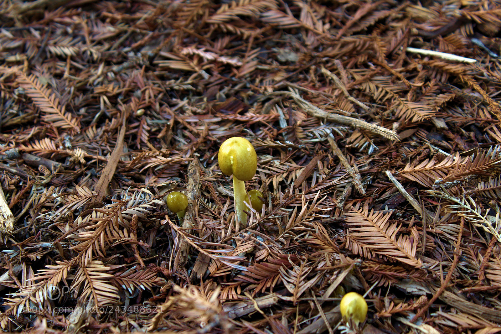 Canon EOS 1300D (EOS Rebel T6 / EOS Kiss X80) sample photo. Forest mushroom photography