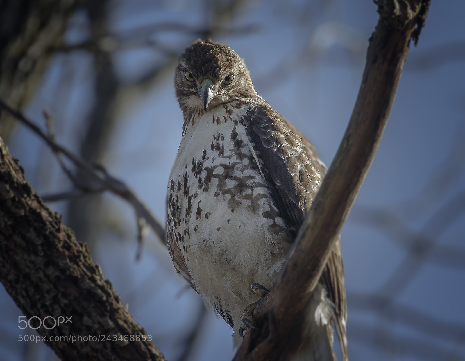 Canon EOS 7D Mark II sample photo. Red tailed hawk photography