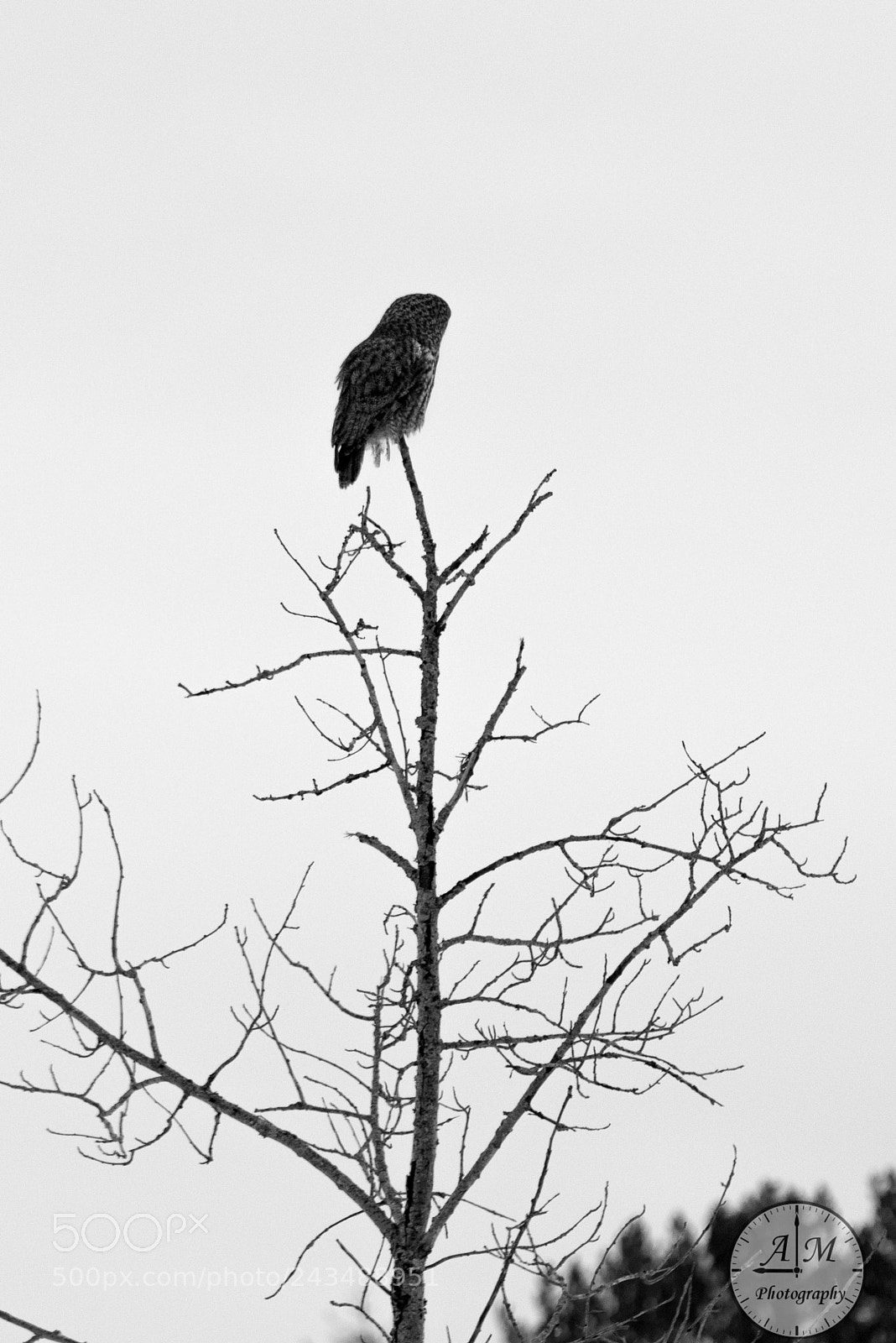 Pentax K-1 sample photo. The great grey photography