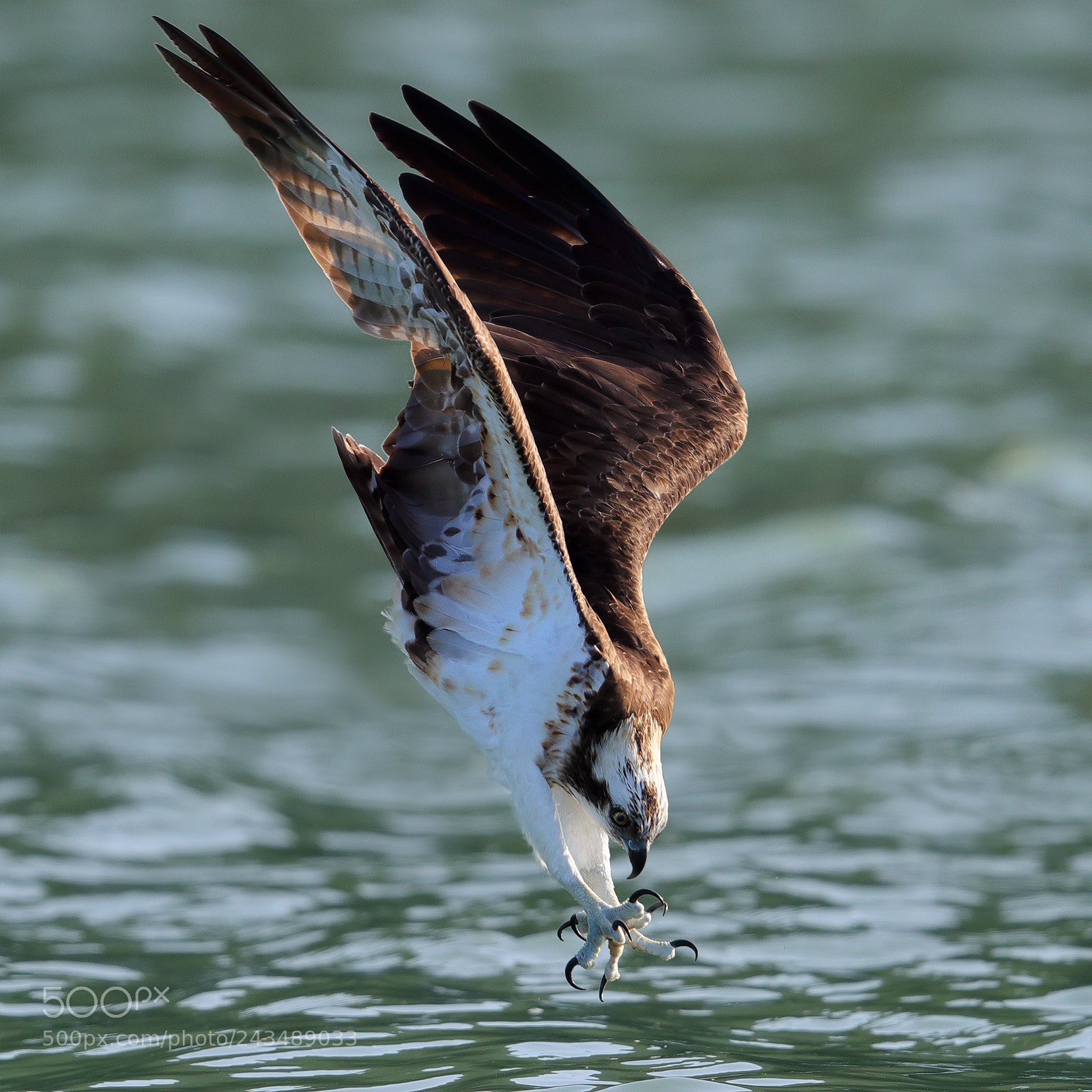 Canon EOS-1D X Mark II sample photo. Osprey photography
