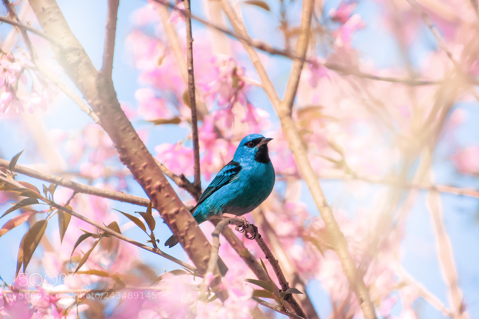 Nikon D3100 sample photo. Blue bird ana francisconi photography