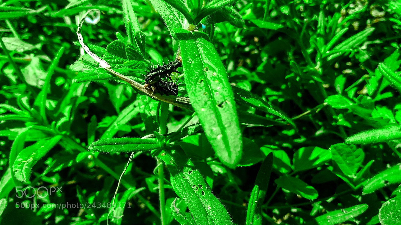 Motorola Moto G Play sample photo. Beautiful insect photography