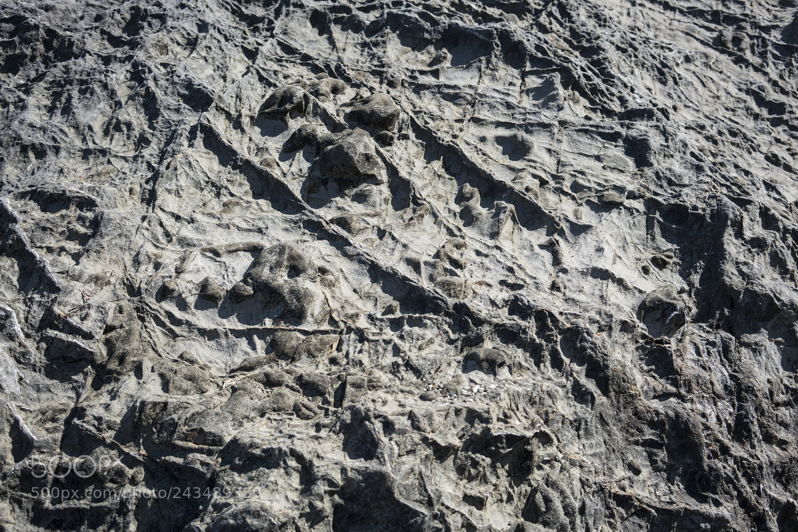 Sony a7R II sample photo. Texture photography