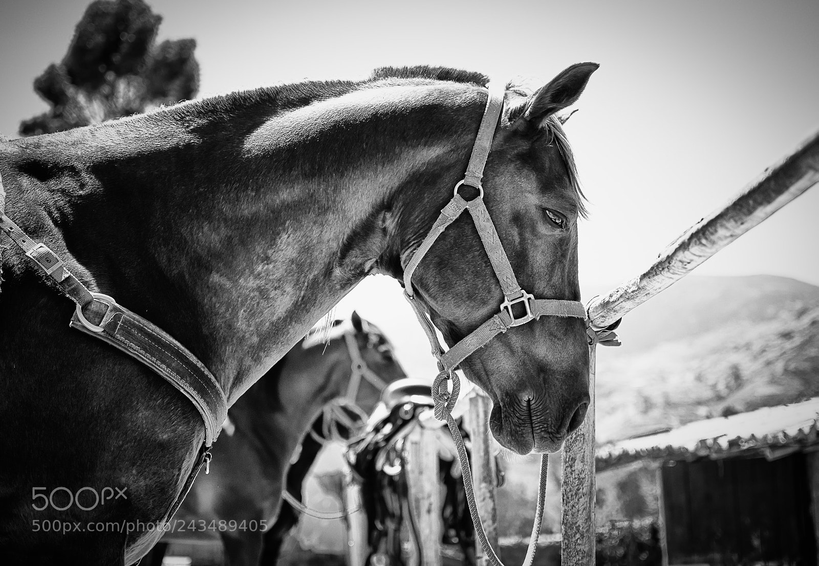 Nikon D3100 sample photo. Caballo viñac photography