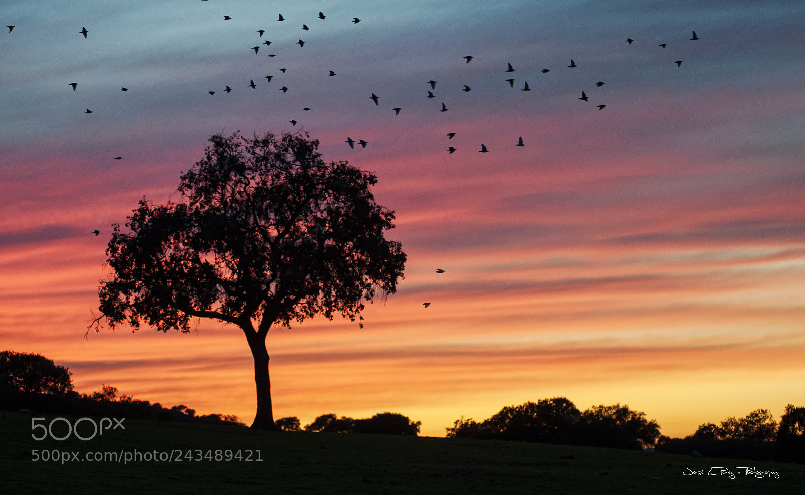 Nikon D90 sample photo. Magical sunset photography