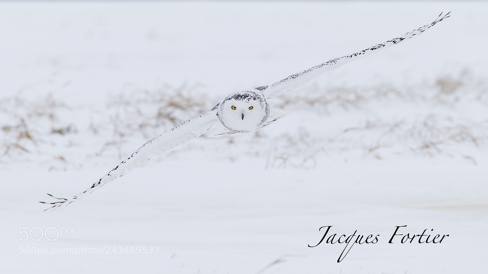 Canon EOS-1D X sample photo. Snow owl photography