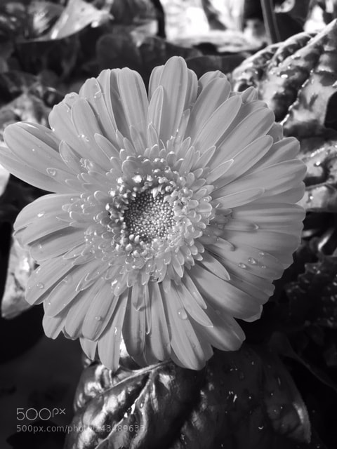 Apple iPhone 6s sample photo. Flower photography