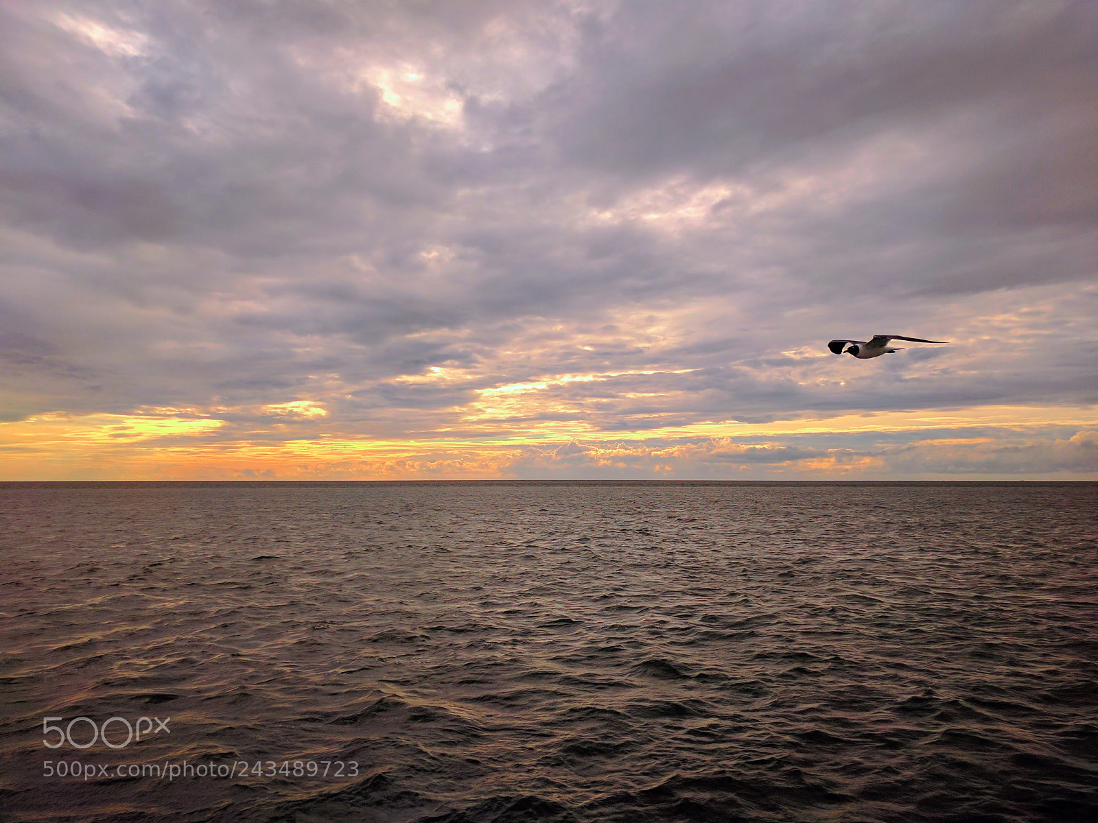 LG Nexus 5X sample photo. Sunset seagull photography