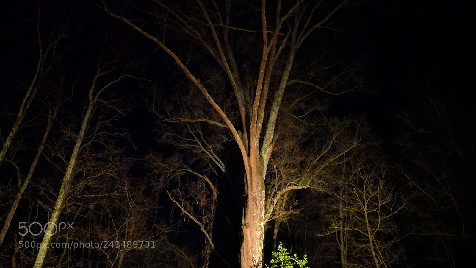 LG Nexus 5X sample photo. Nocturnal tree photography