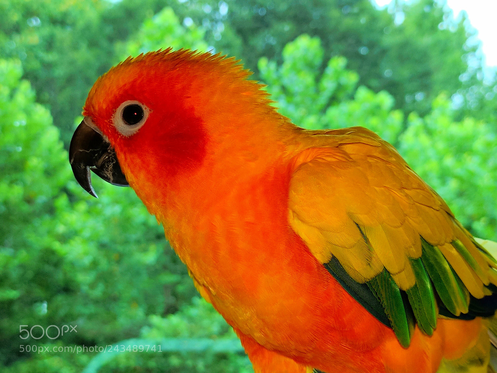 LG Nexus 5X sample photo. Sun conure photography